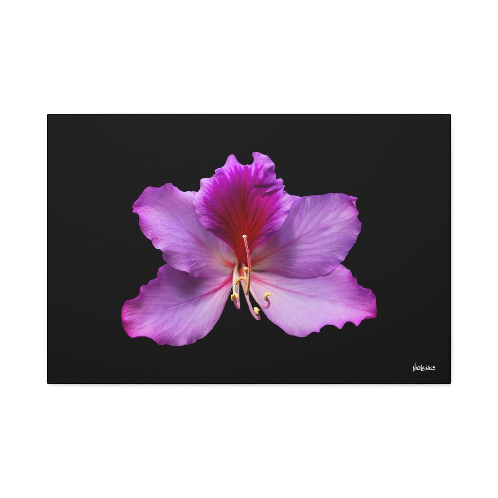 Listening Petals - 36X24